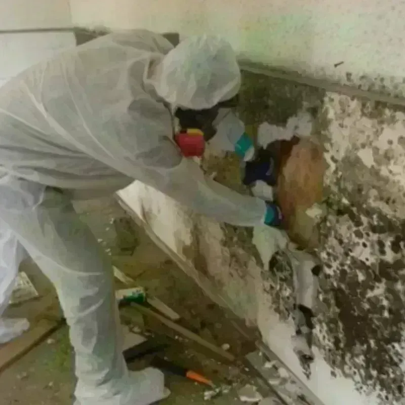 Mold Remediation and Removal in Holly, MI